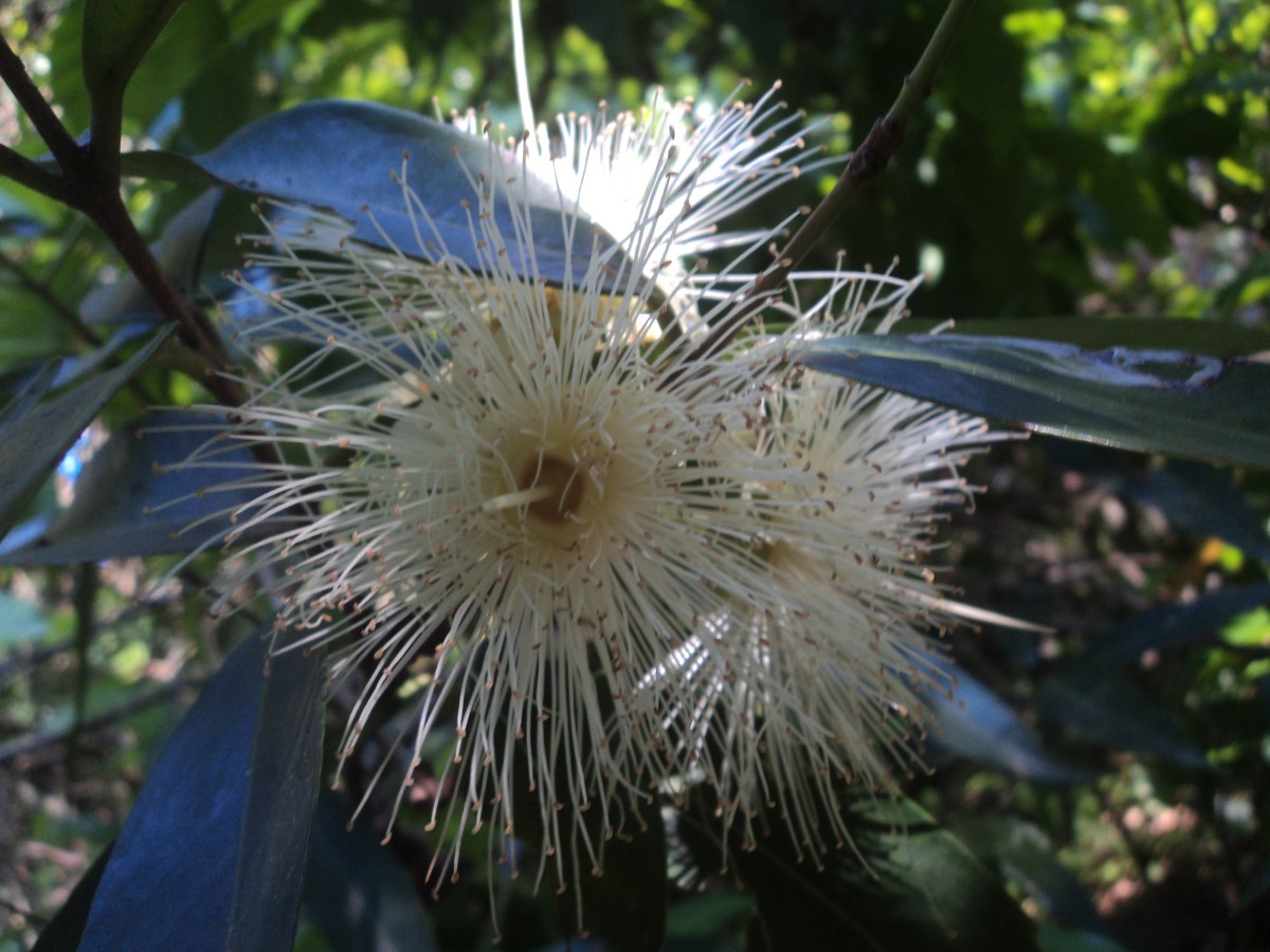 Syzygium jambos (L.) Alston